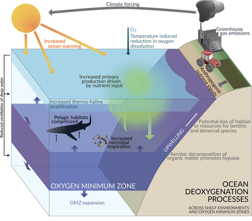 Schematic of ocean deoxygenation across shelf environments and oxygen minimum zones