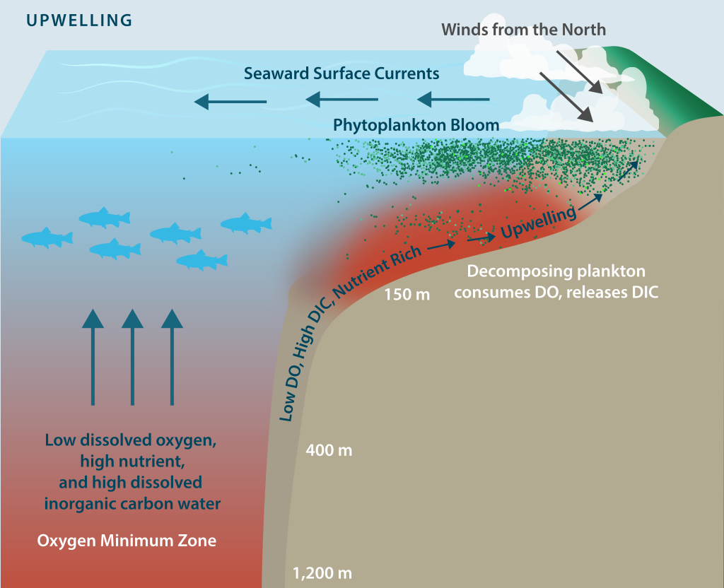 Drivers of hypoxia and ocean acidification intensification in upwelling shelf systems