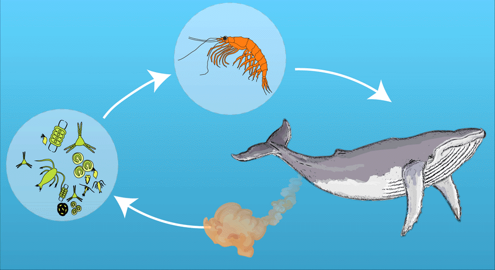 Animated diagram of the symbiotic loop between whales, phytoplankton, and krill