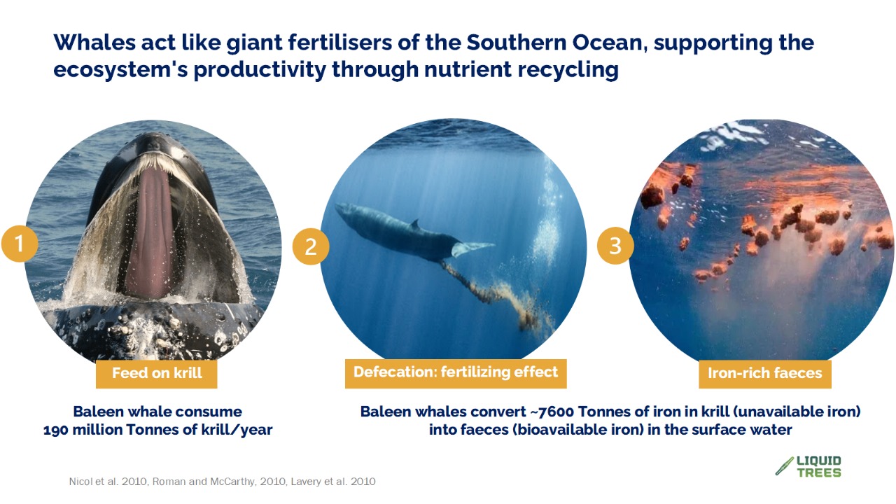 Infographic of whales recycling iron in the Southern Ocean