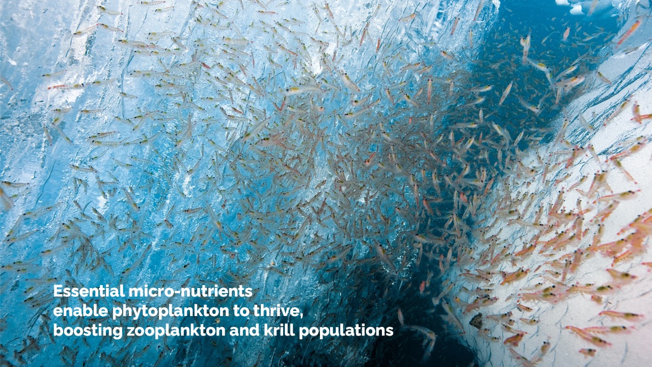 Krill swarm beneath the ocean surface